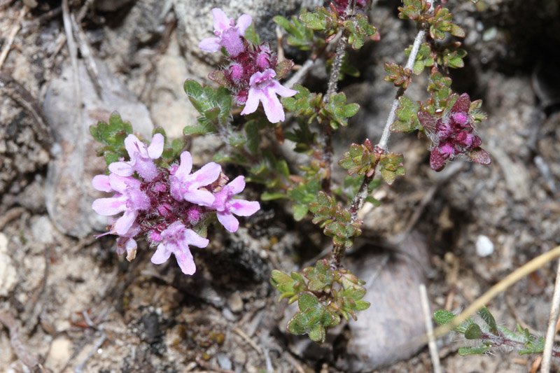 Lamiacées - Thymus dolomiticus Grand Causse red 1.jpg