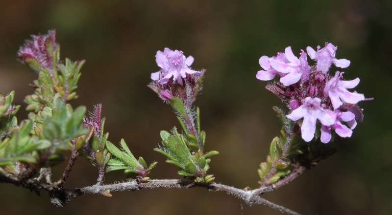 Lamiacées - Thymus dolomiticus Grand Causse red 2.jpg