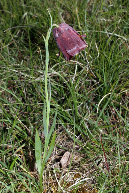 Liliacées - Fritilaria pyrenaica Grand Causse Red 1.jpg