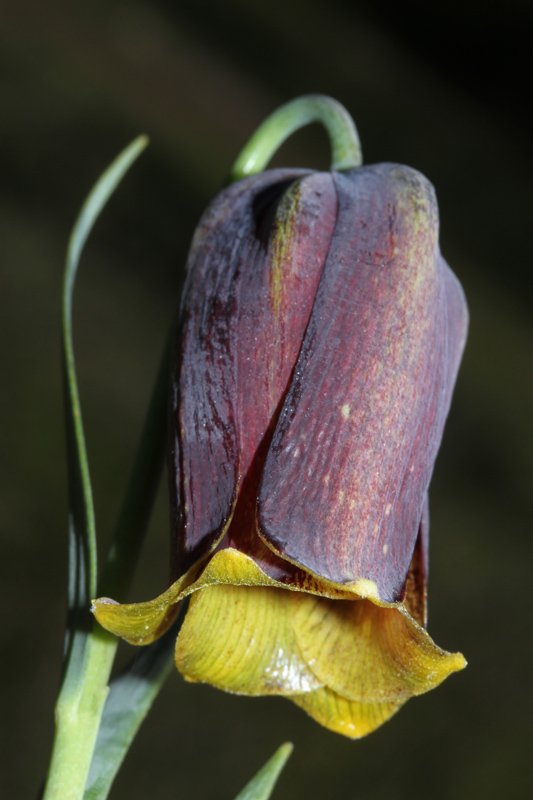 Liliacées - Fritilaria pyrenaica Grand Causse Red 2.jpg