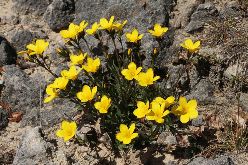 Linacées - Linum campanulatum  Grand Causse red 1.jpg