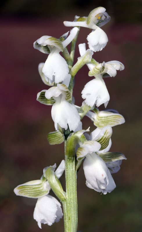 Orchidacées - Anacamptis morio ssp picta forme blanche Grand Causse red.jpg