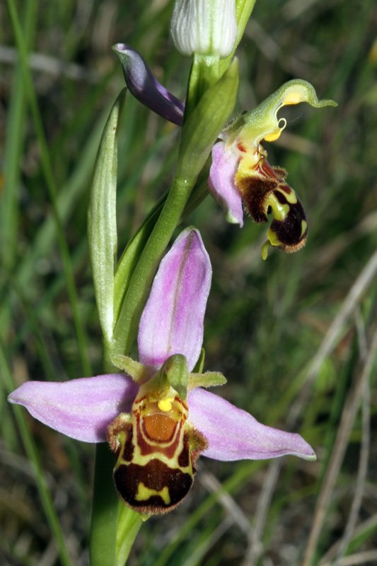Orchidacées - Ophrys apifera Grand Causse red.jpg