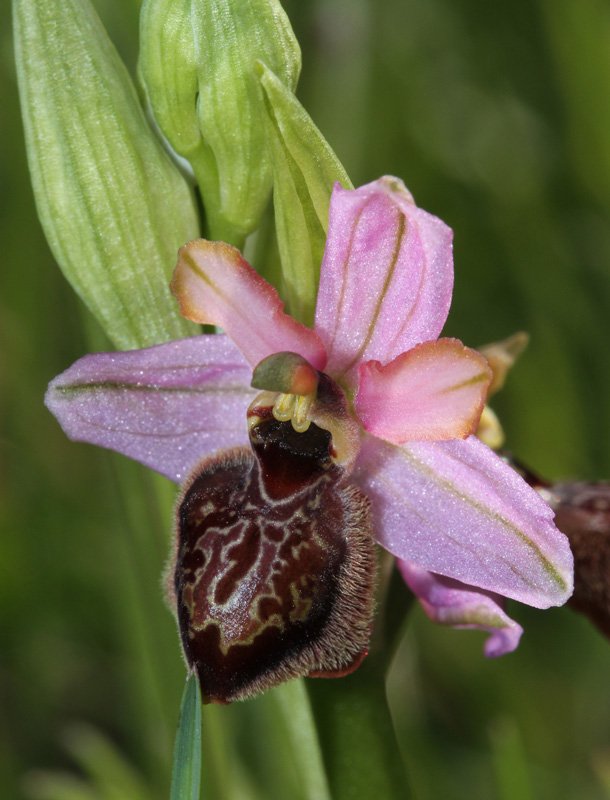 Orchidacées - Ophrys aveyronensis Grand Causse red1.jpg