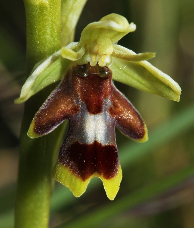 Orchidacées - Ophrys aymoninii Grand Causse red.jpg
