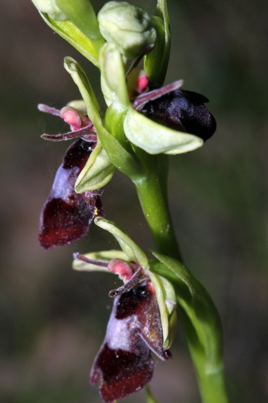 Orchidacées - Ophrys insectifera Grand Causse red1.jpg