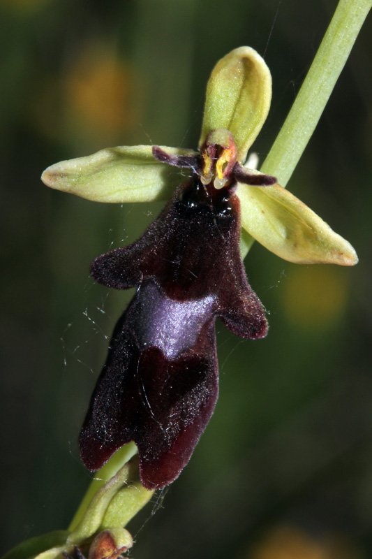 Orchidacées - Ophrys insectifera Grand Causse red2.jpg