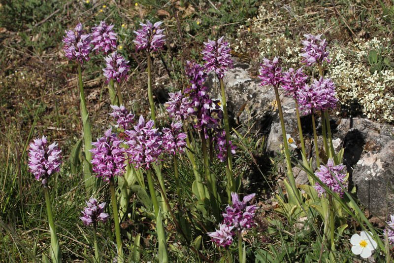 Orchidacées - Orchis militaris Grand Causse red 1.jpg