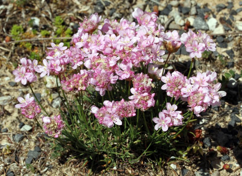 Plumbaginacées - Armeria girardii Grand Causse red 1.jpg