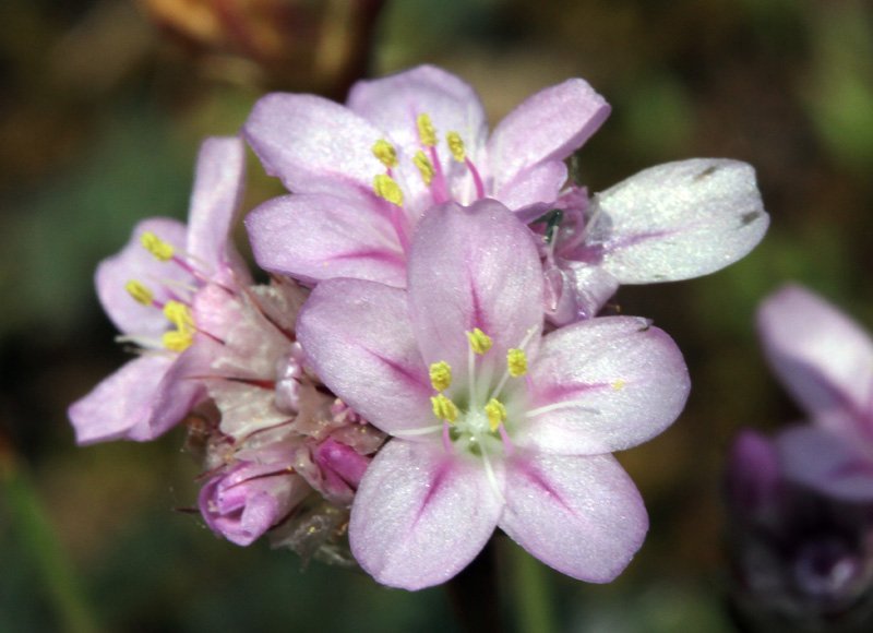 Plumbaginacées - Armeria girardii Grand Causse red 2.jpg