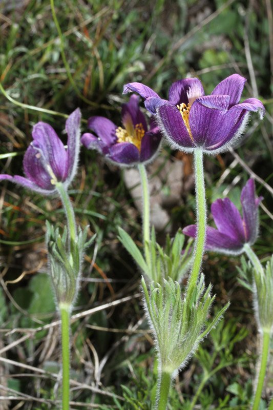 Ranunculacées - Anemone pulsatilla Grand Causse red1.jpg