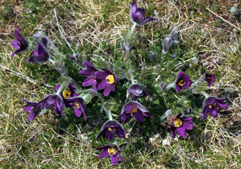 Ranunculacées - Anemone pulsatilla var costeana Grand Causse red1.jpg