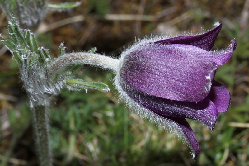 Ranunculacées - Anemone pulsatilla var costeana Grand Causse red2.jpg