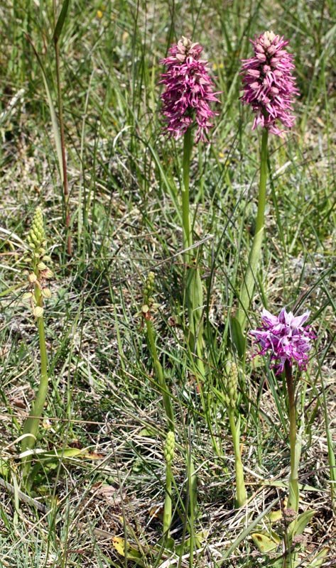 L'hybride avec ses 2 parenets : Orchis simia et Orchis anthropophora