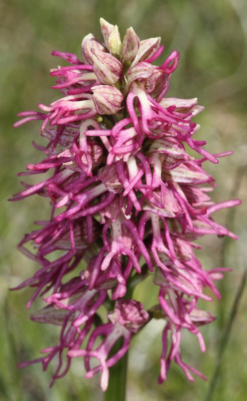 Orchidacées - Orchis X bergonii Causse Sauveterre red 1.jpg