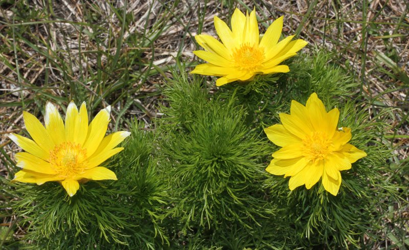 Ranunculacées - Adonis vernalis Causse Méjean red2.jpg