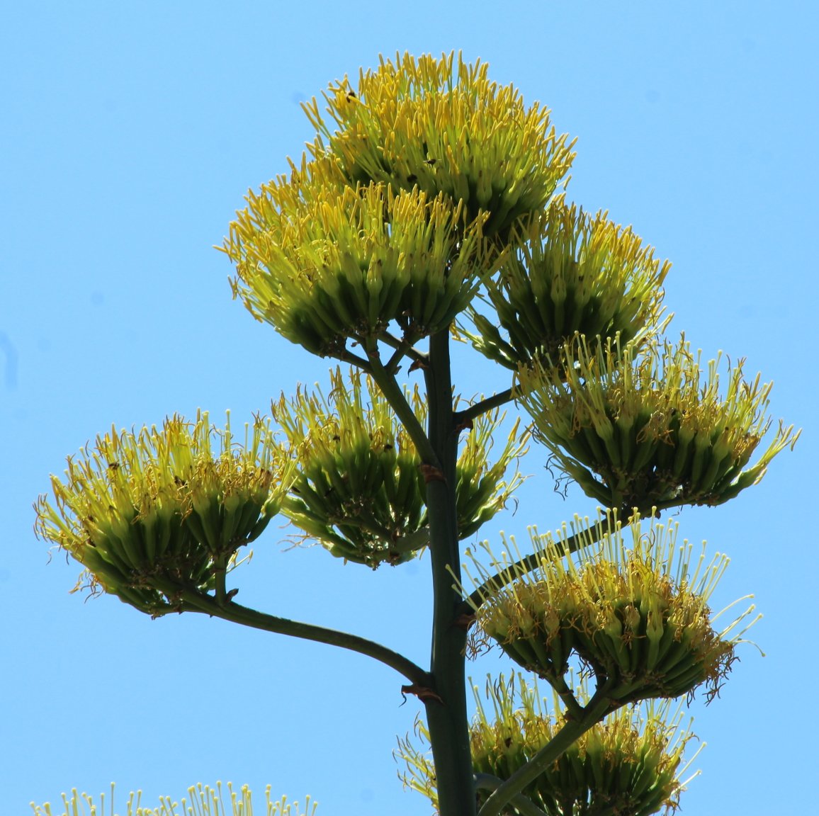 Agave americana_2.JPG