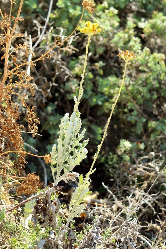 Artemisia maritima_3416.JPG