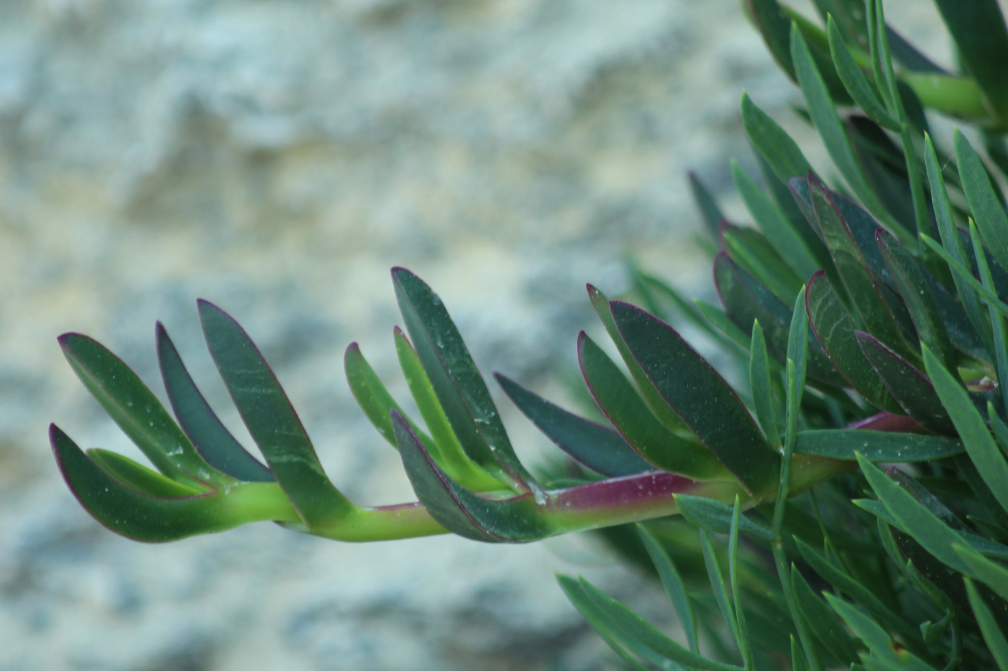 Carpobrotus edulis_3515.JPG