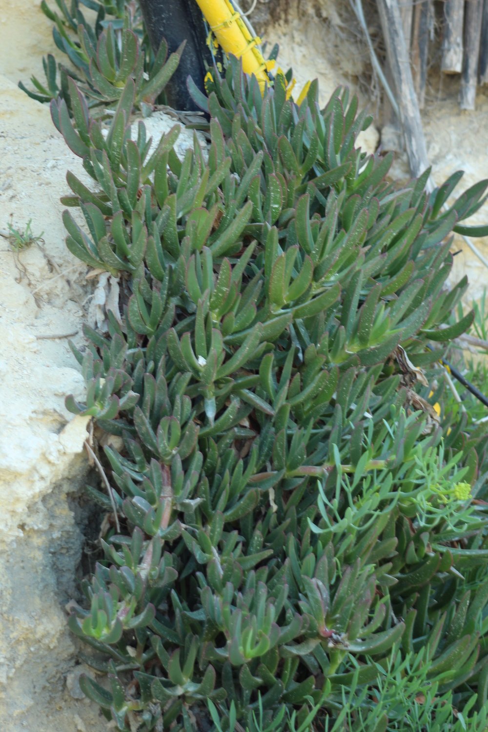 Carpobrotus edulis_3512.JPG