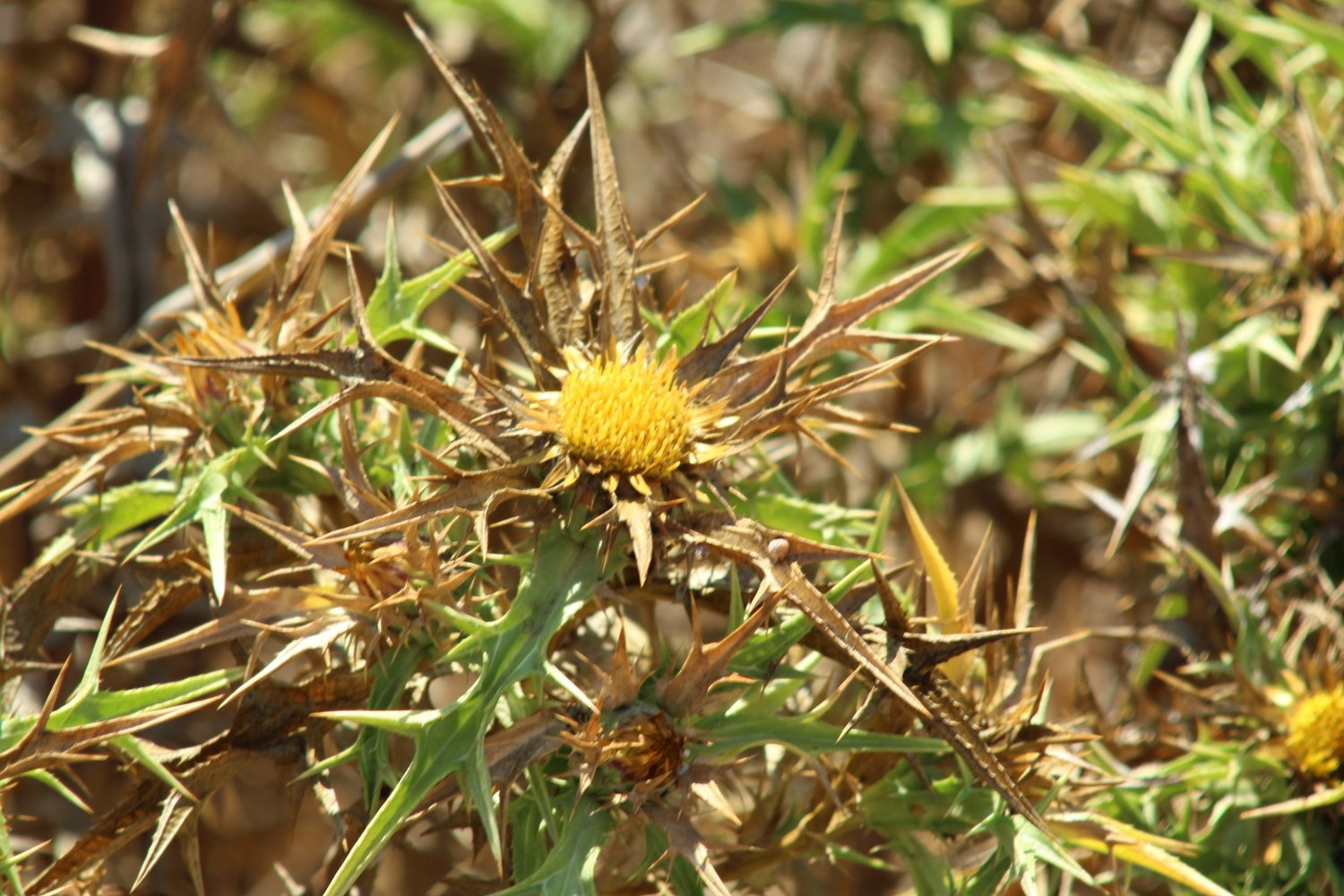 Scolymus hispanicus _3405.JPG