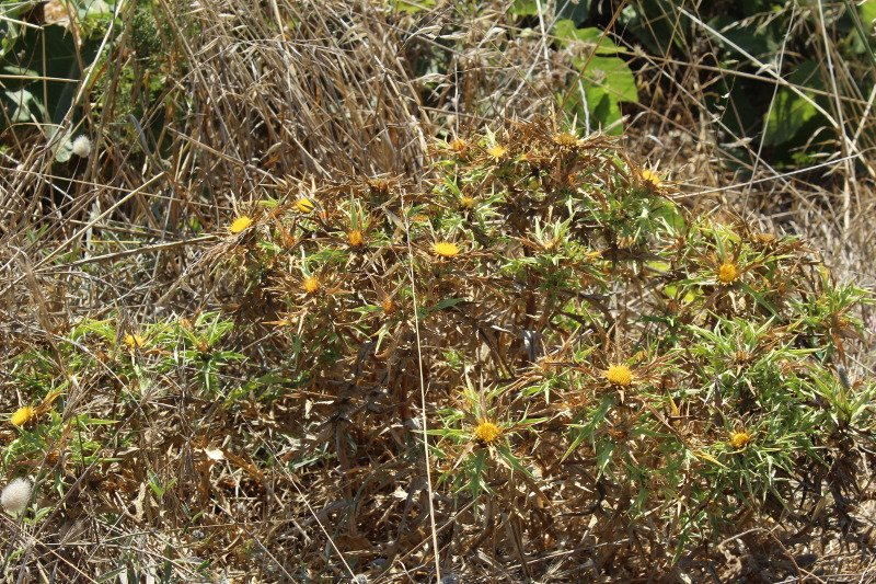 Scolymus hispanicus _3404.JPG