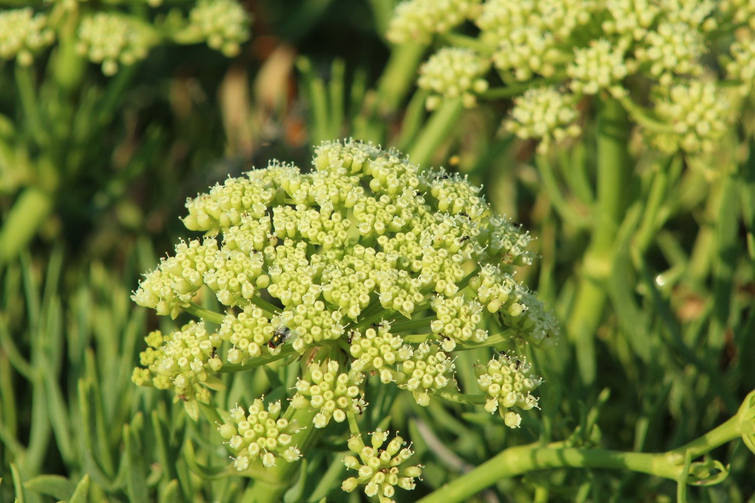 Crithmum maritimum_3383.JPG