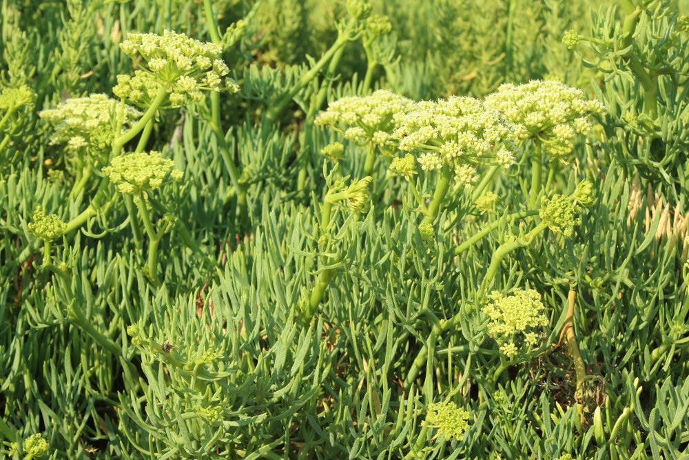 Crithmum maritimum_3382.JPG