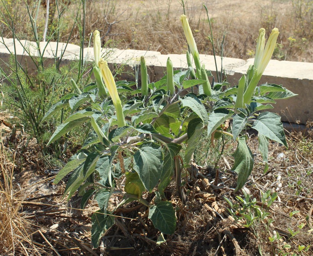 Datura innoxia_3403.JPG