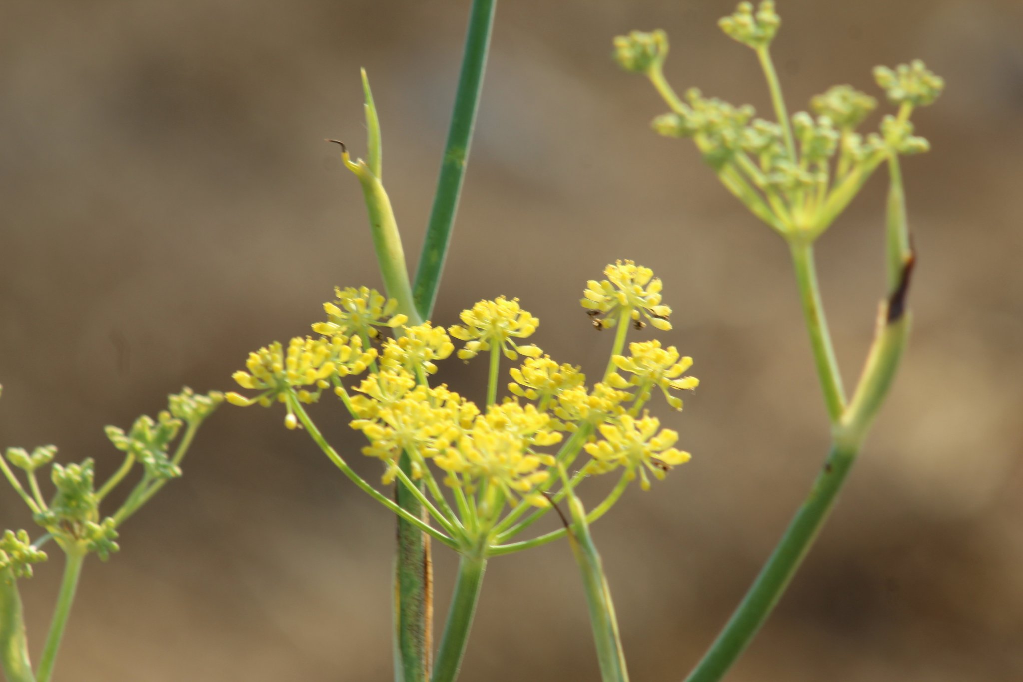 Foeniculum vulgare_3493.JPG