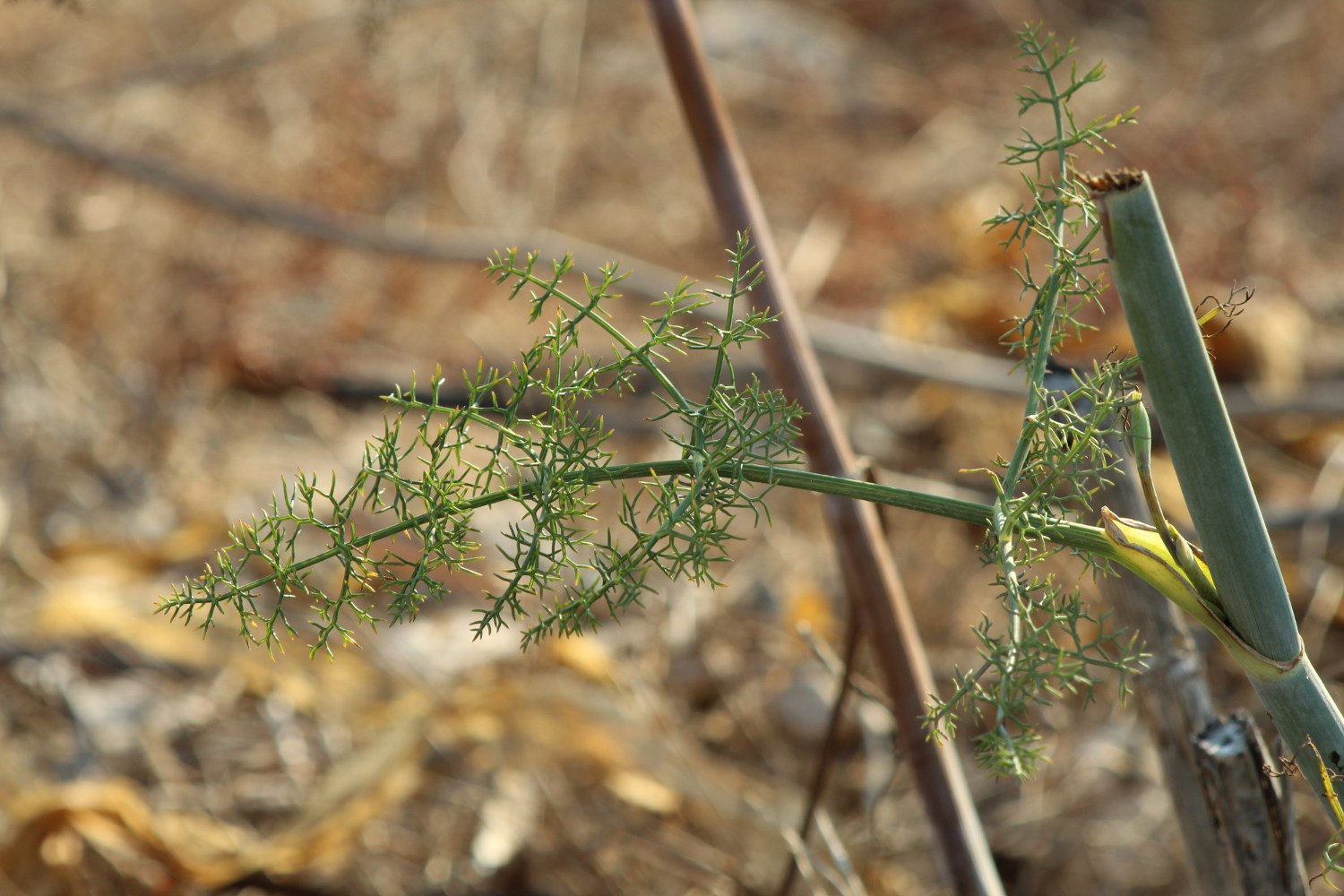 Foeniculum vulgare_3497.JPG