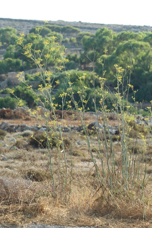 Foeniculum vulgare_3495.JPG