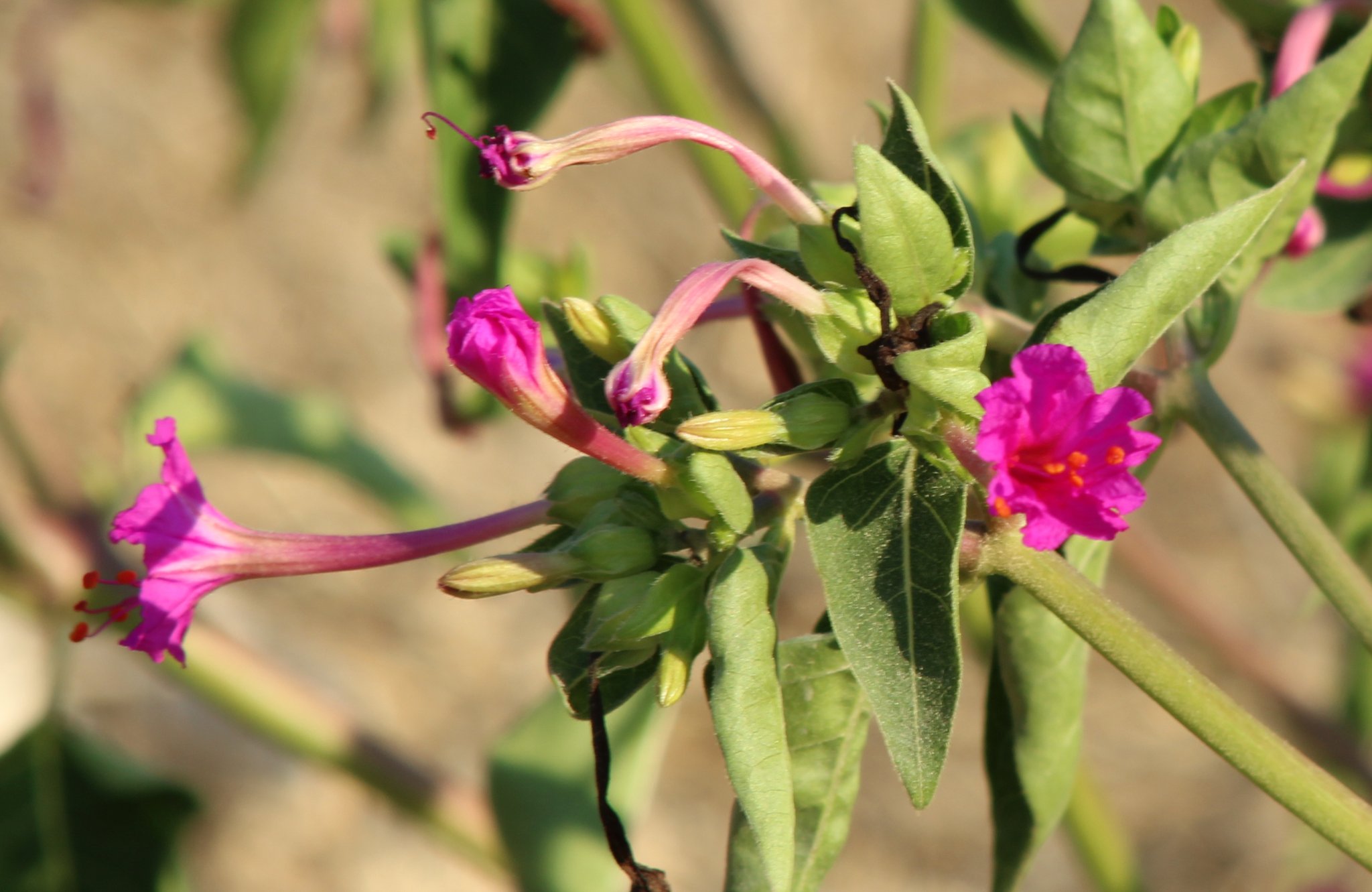 Mirabilis jalapa_3505.JPG