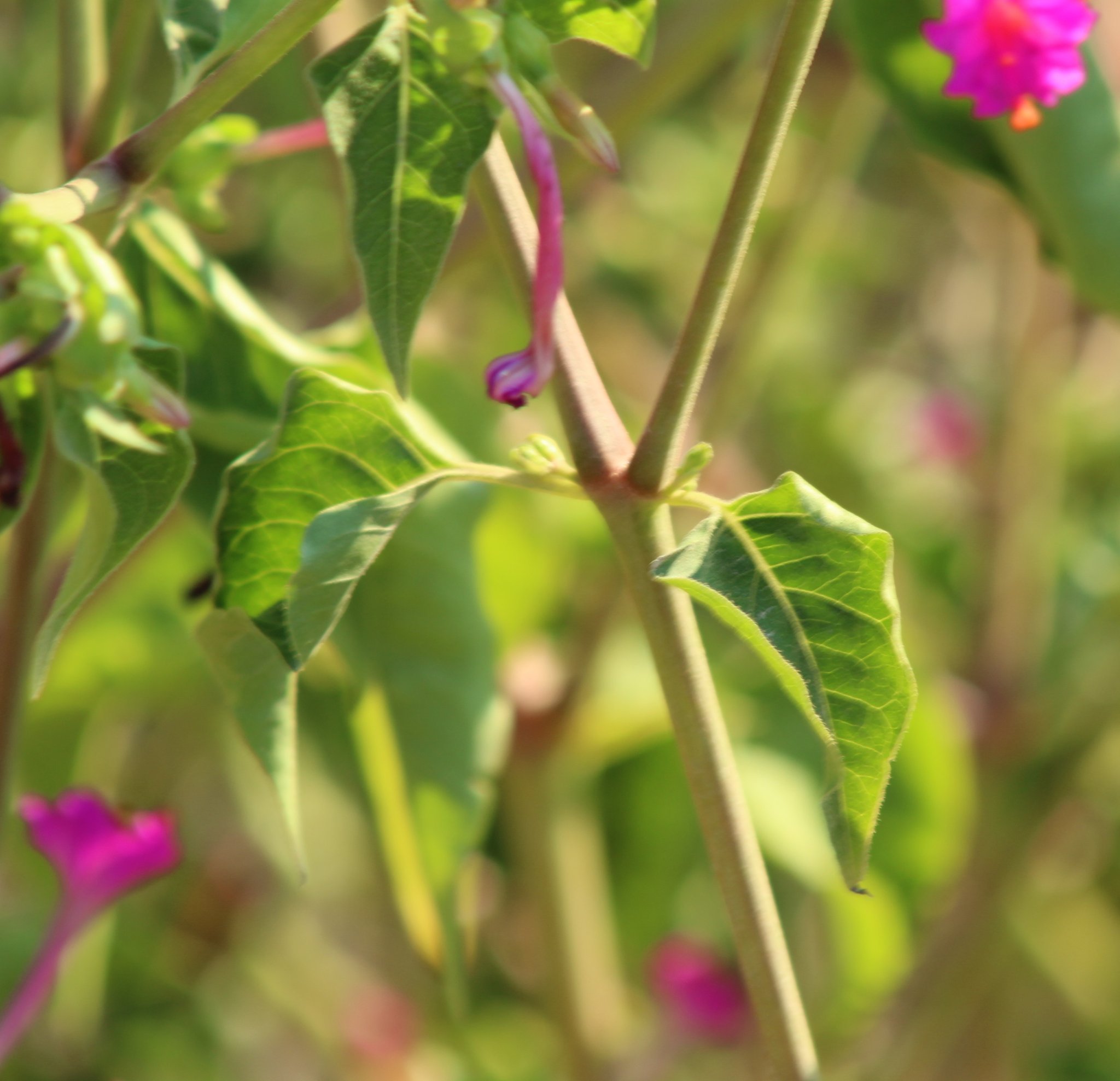 Mirabilis jalapa_3507.JPG