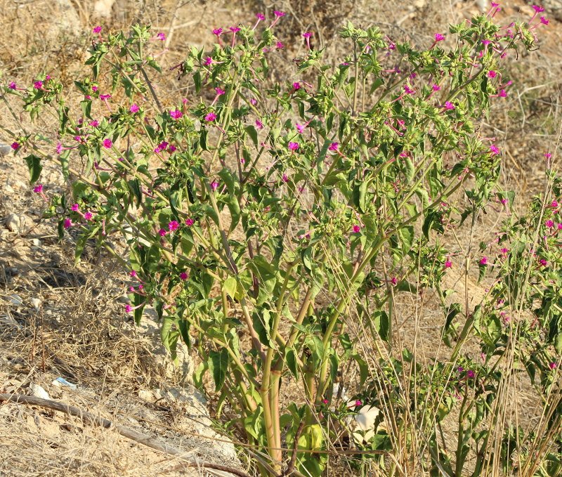 Mirabilis jalapa_3500.JPG