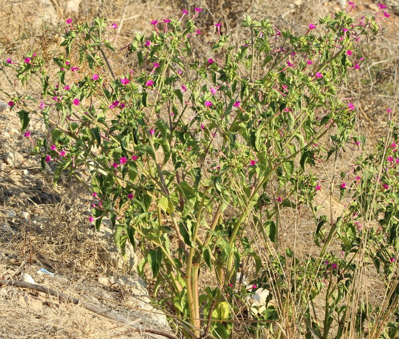 Mirabilis jalapa_3500.JPG