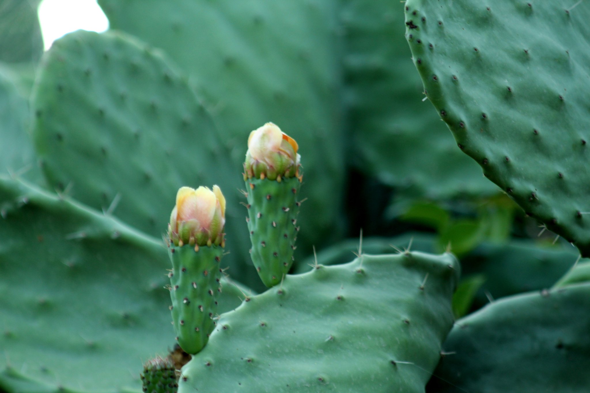 Opuntia ficus-indica_3446.JPG