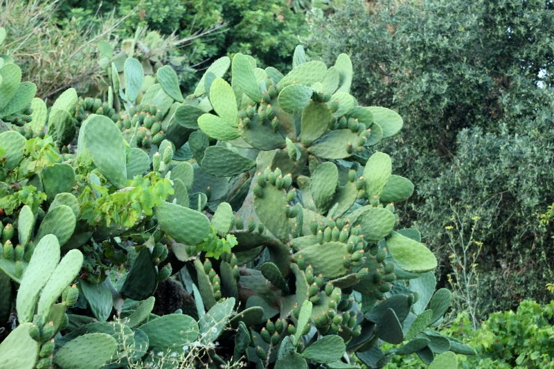 Opuntia ficus-indica_3444.JPG