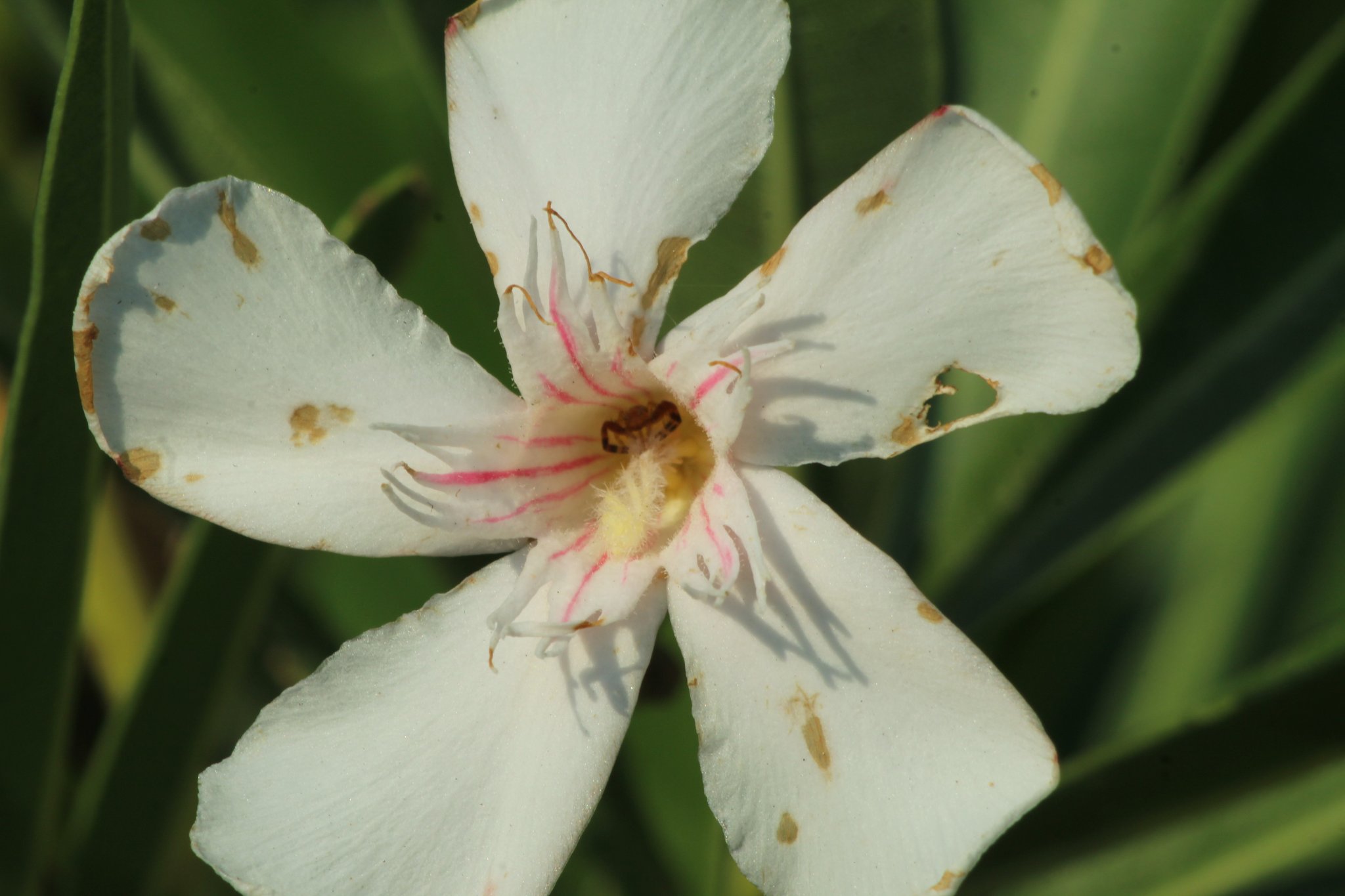 Rhododendron_3490.JPG