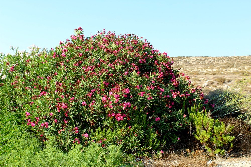 Rhododendron_3485.JPG