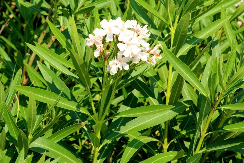 Rhododendron_3488.JPG