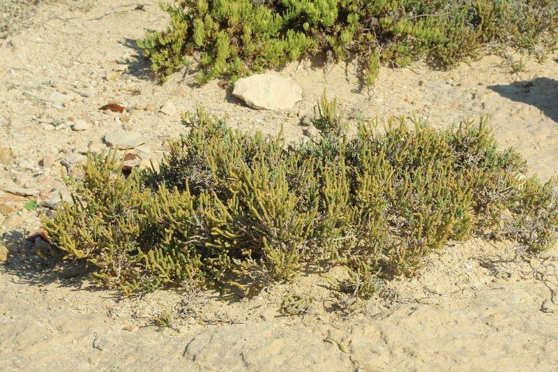 Salicornia europaea_3433.JPG
