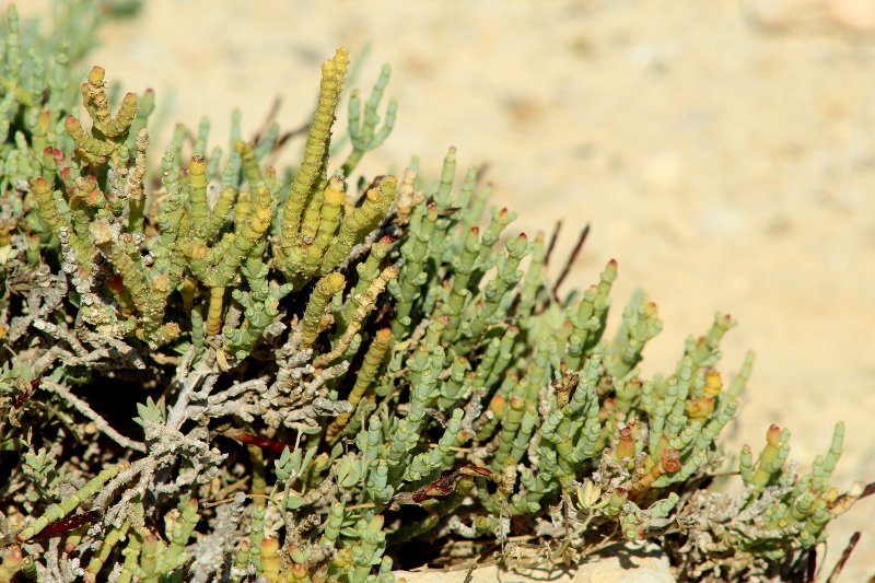 Salicornia europaea_3434.JPG