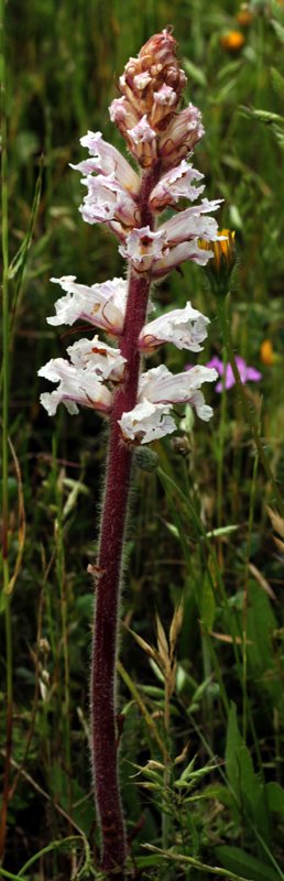 Orobanche sp1 -  Andalousie red 2.jpg