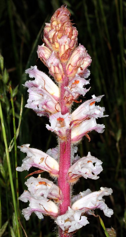 Orobanche sp1 -  Andalousie red 3.jpg