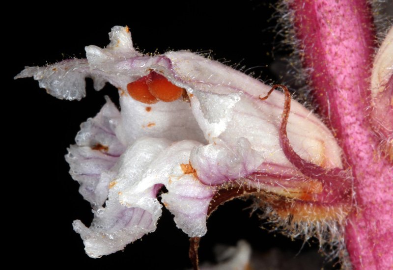 Orobanche sp1 -  Andalousie red 4.jpg