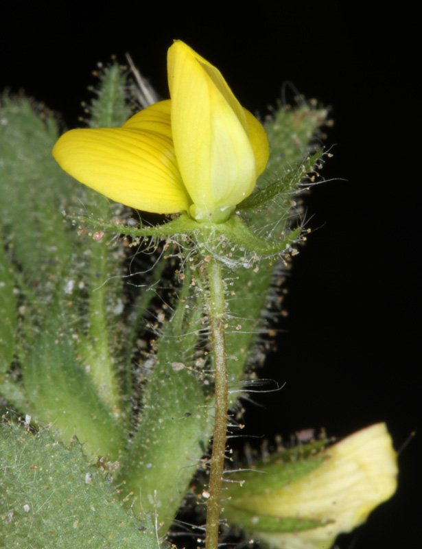 Fabacées - Lotus hispidus - Sierra Nevada red 1.jpg