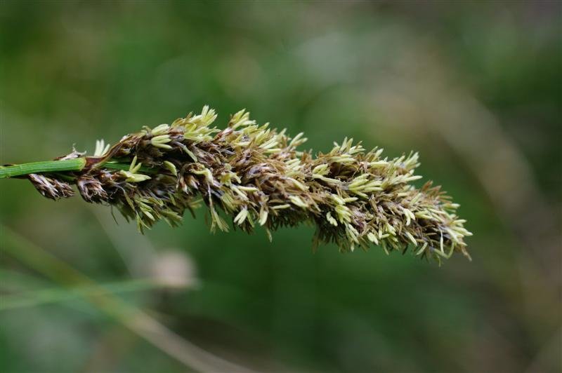 Inflorescence de C. paniculata