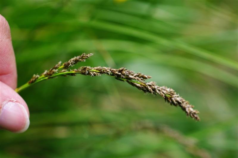 Inflorescence femelle