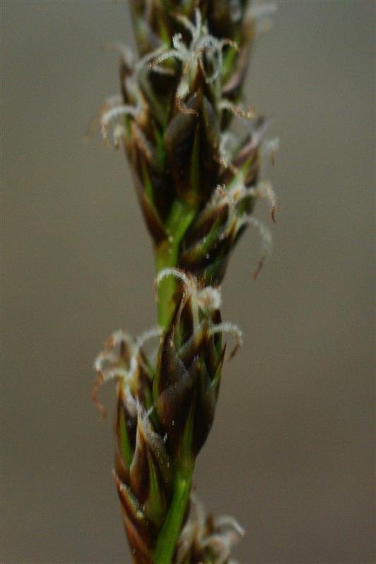 Inflorescence femelle (détail)